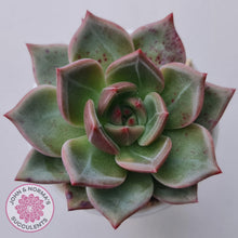 Load image into Gallery viewer, Echeveria 'Bloody Champagne' - John & Norma's Succulents Australia