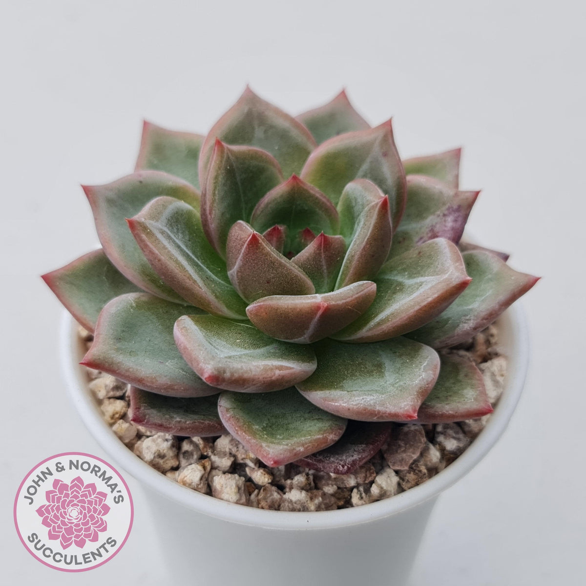 Echeveria 'Bloody Champagne'