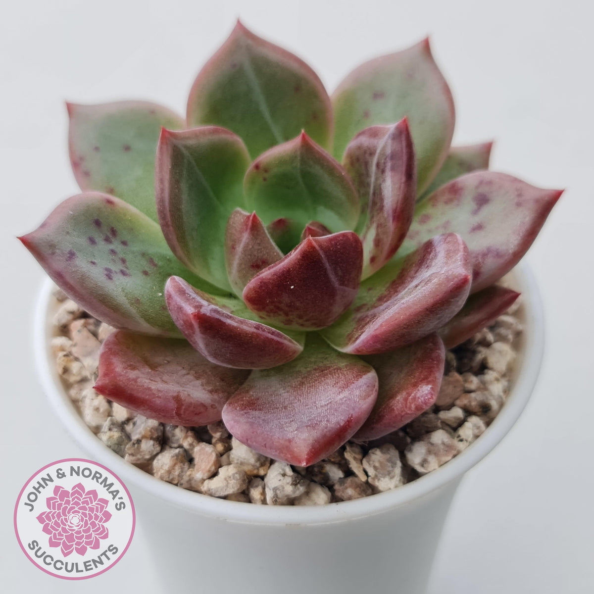 Echeveria 'Bloody Champagne'