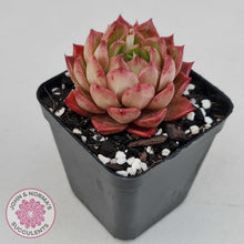 Load image into Gallery viewer, Echeveria 'Bloody Conch' - John & Norma's Succulents