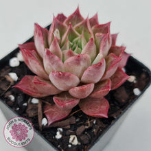 Load image into Gallery viewer, Echeveria 'Bloody Conch' - John & Norma's Succulents