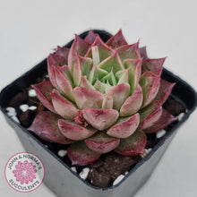 Load image into Gallery viewer, Echeveria 'Bloody Conch' - John & Norma's Succulents