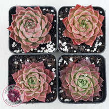 Load image into Gallery viewer, Echeveria 'Bloody Conch' - John & Norma's Succulents