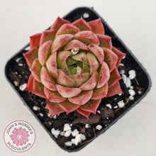 Load image into Gallery viewer, Echeveria 'Bloody Conch' - John & Norma's Succulents