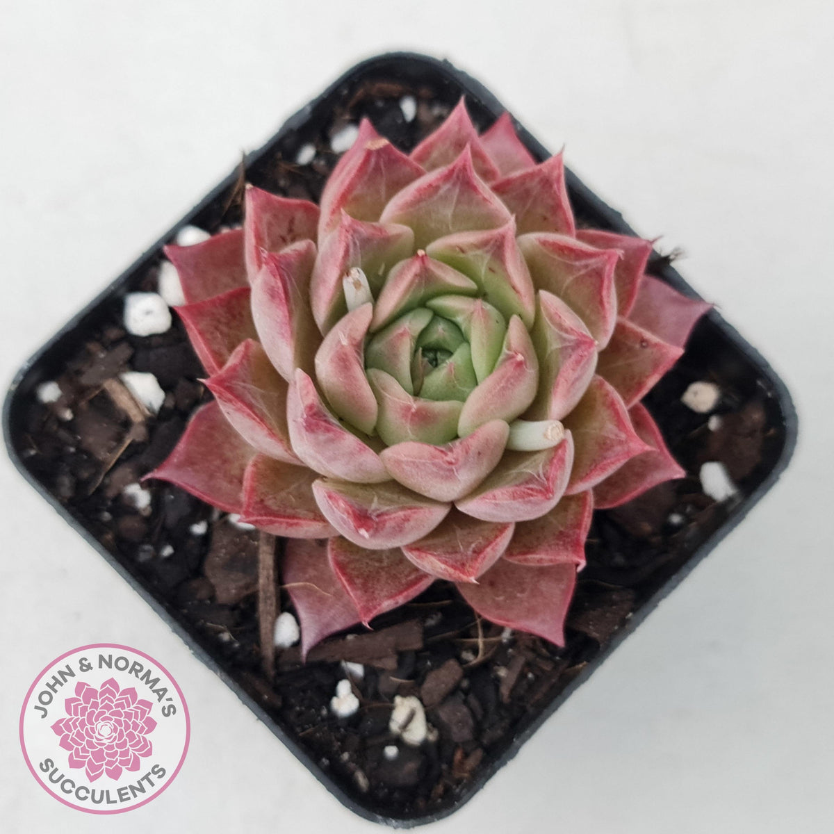 Echeveria 'Bloody Conch'