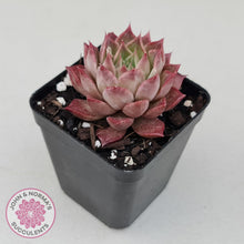 Load image into Gallery viewer, Echeveria 'Bloody Conch' - John & Norma's Succulents