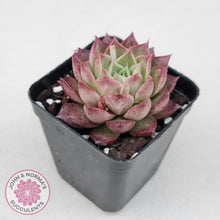 Load image into Gallery viewer, Echeveria 'Bloody Conch' - John & Norma's Succulents