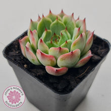 Load image into Gallery viewer, Echeveria 'Blue Dolphin' - John & Norma's Succulents Australia