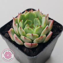 Load image into Gallery viewer, Echeveria 'Blue Dolphin' - John & Norma's Succulents Australia