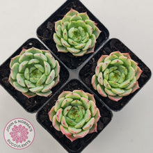 Load image into Gallery viewer, Echeveria 'Blue Dolphin' - John & Norma's Succulents Australia