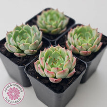 Load image into Gallery viewer, Echeveria 'Blue Dolphin' - John & Norma's Succulents Australia