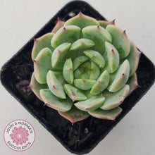 Load image into Gallery viewer, Echeveria 'Blue Dolphin' - John & Norma's Succulents Australia