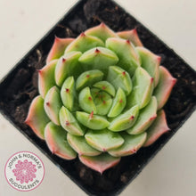 Load image into Gallery viewer, Echeveria 'Blue Dolphin' - John & Norma's Succulents Australia