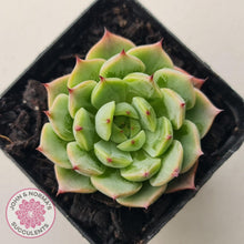 Load image into Gallery viewer, Echeveria 'Blue Dolphin' - John & Norma's Succulents Australia