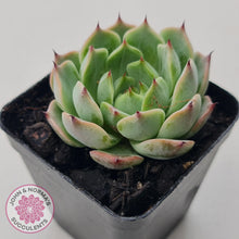 Load image into Gallery viewer, Echeveria 'Blue Dolphin' - John & Norma's Succulents Australia
