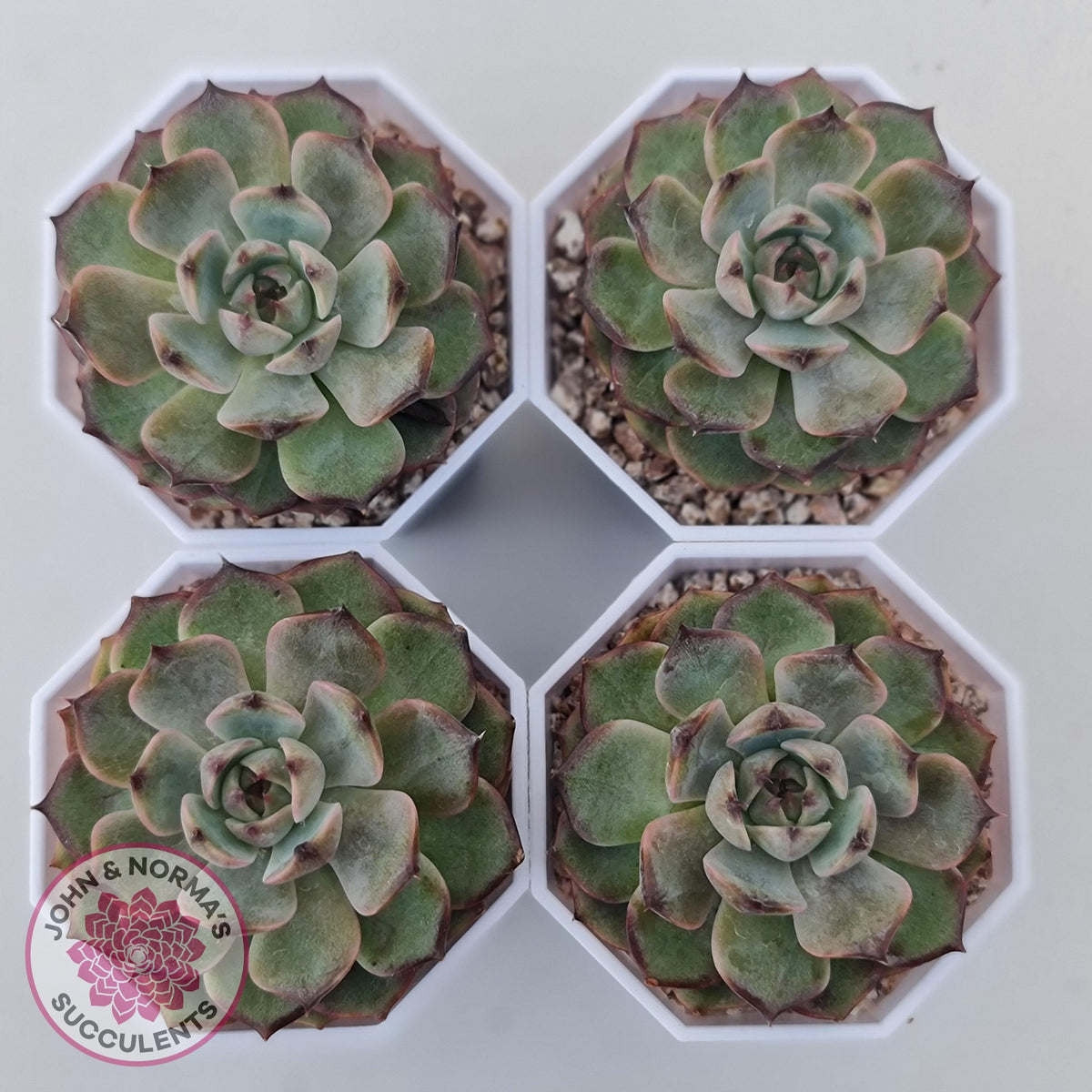 Echeveria Blue Enchantress