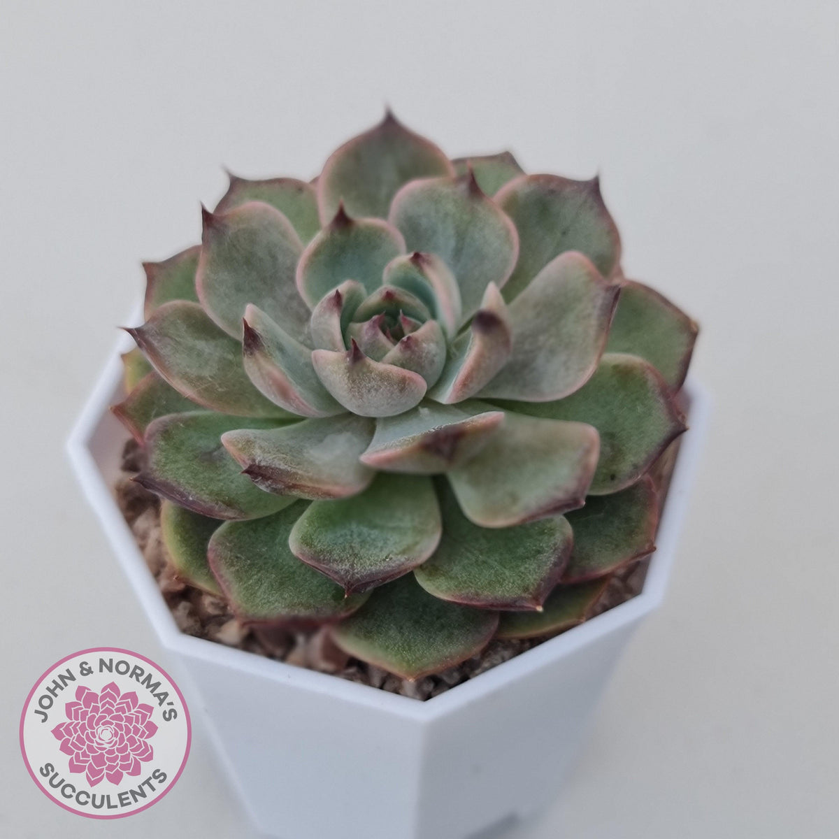 Echeveria Blue Enchantress