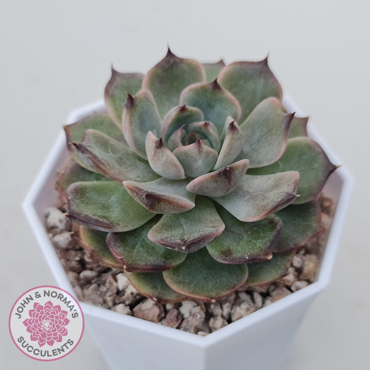 Echeveria Blue Enchantress