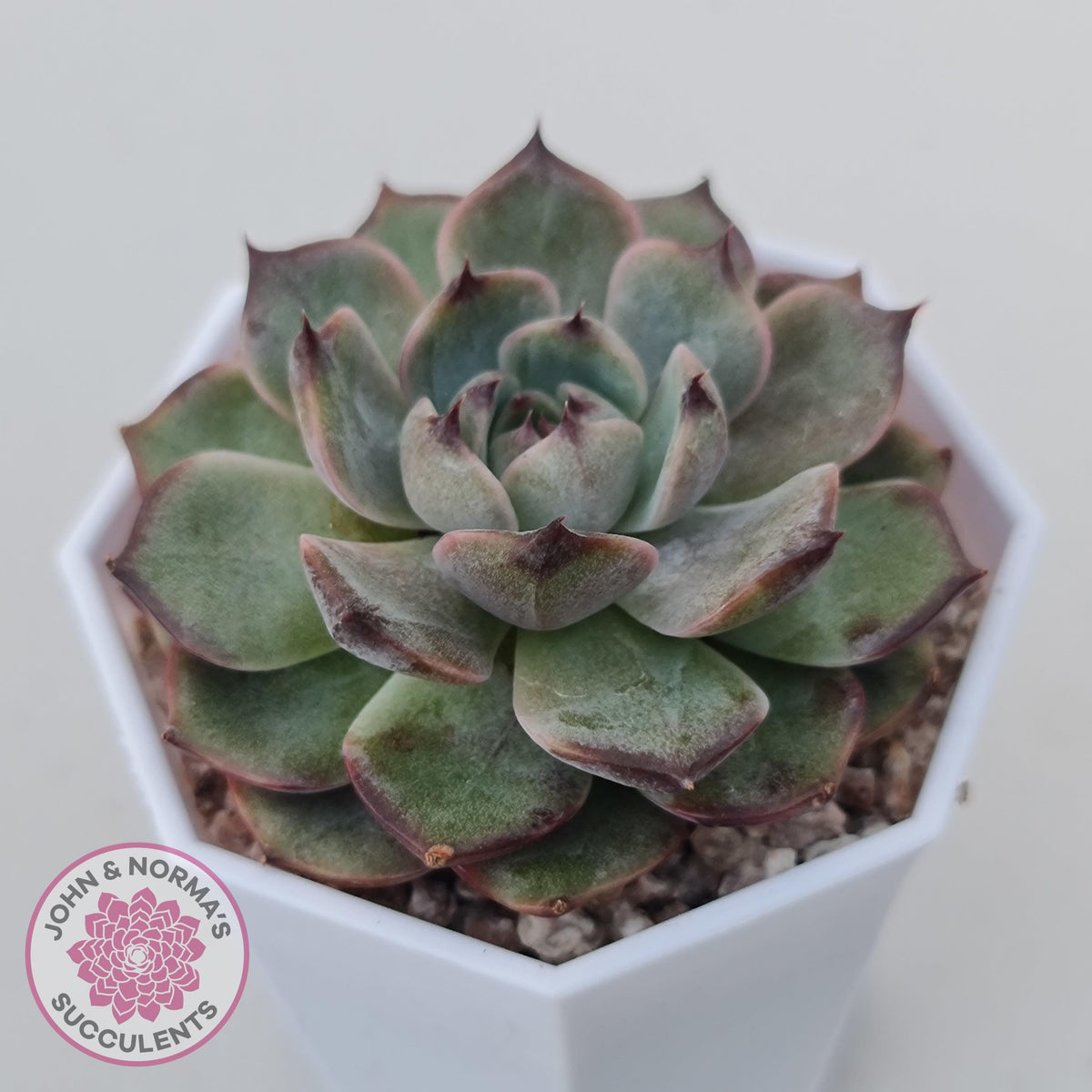 Echeveria Blue Enchantress