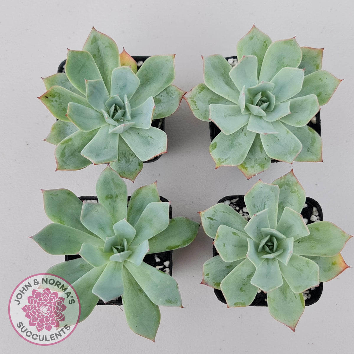 Echeveria Blue Light Frilly