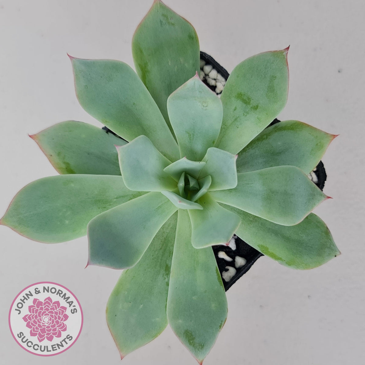 Echeveria Blue Light Frilly