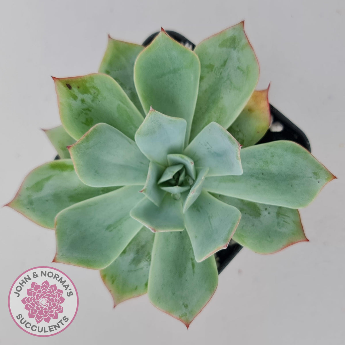Echeveria Blue Light Frilly