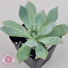 Load image into Gallery viewer, Echeveria Blue Light Frilly - John & Norma's Succulents Australia