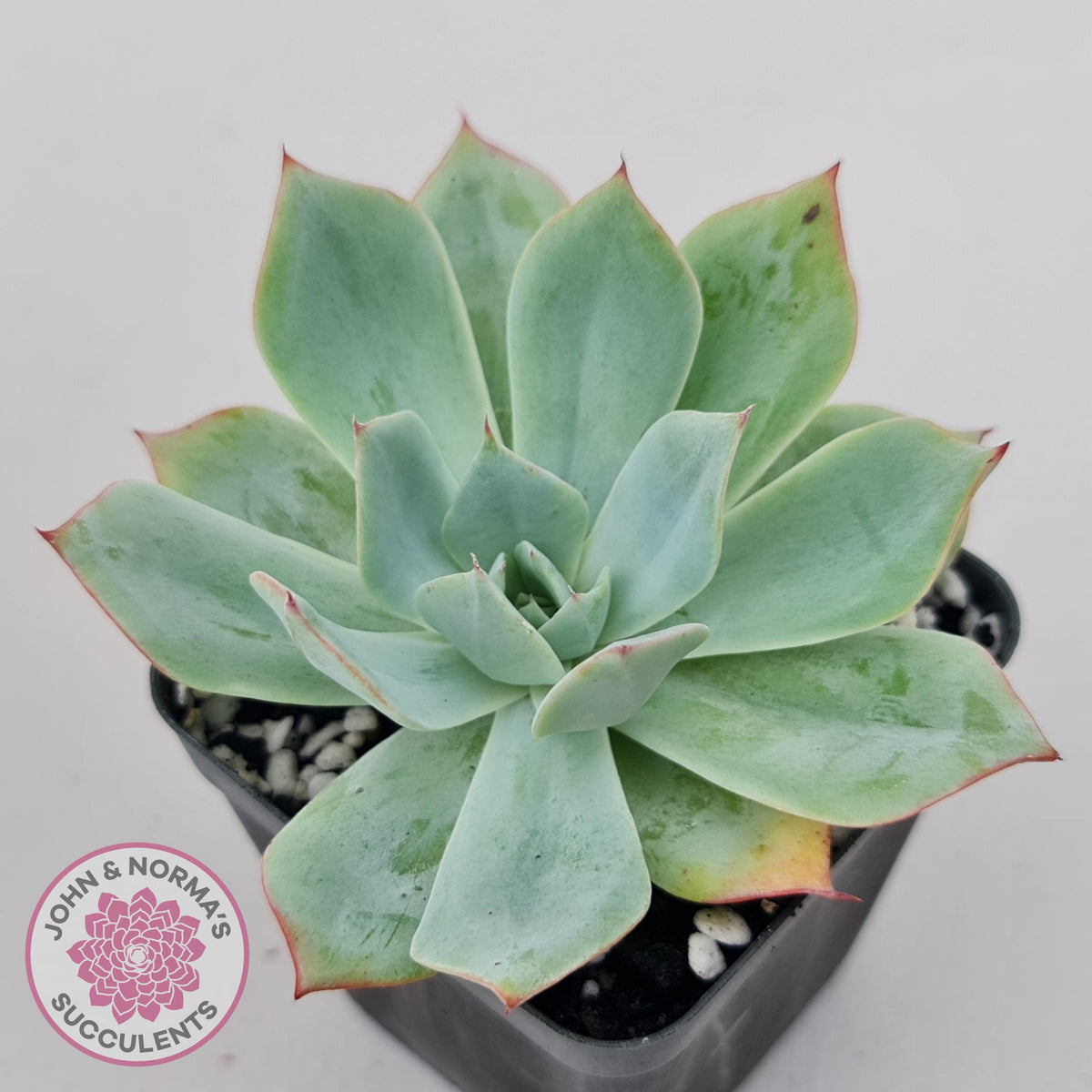 Echeveria Blue Light Frilly