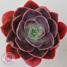 Load image into Gallery viewer, Echeveria Blue Metal - John & Norma's Succulents