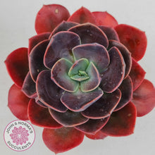 Load image into Gallery viewer, Echeveria Blue Metal - John & Norma's Succulents