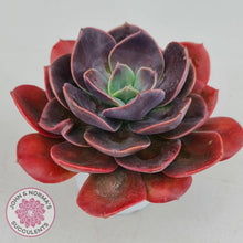 Load image into Gallery viewer, Echeveria Blue Metal - John & Norma's Succulents