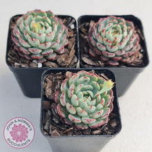 Load image into Gallery viewer, Echeveria blue minima - John & Norma's Succulents
