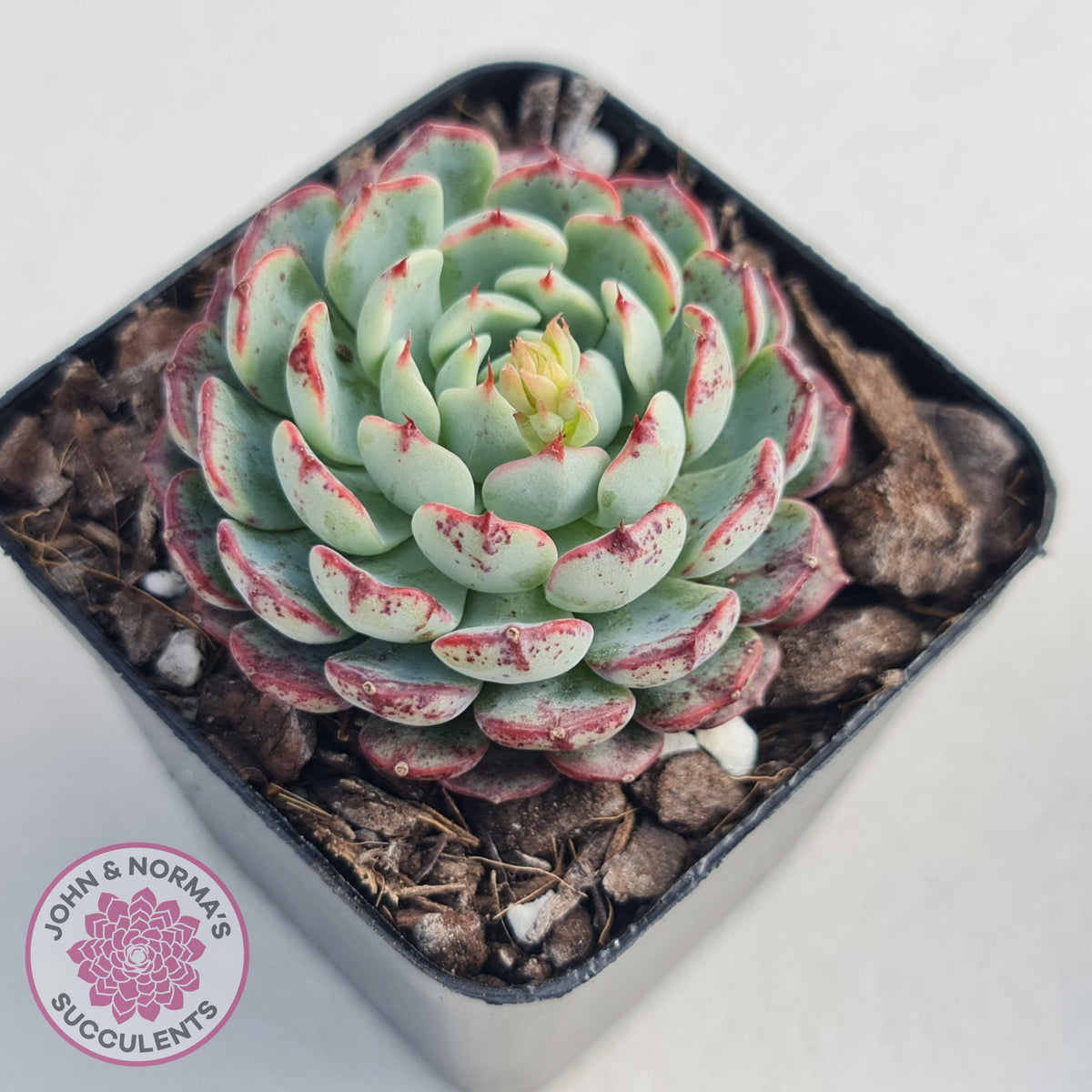Echeveria blue minima