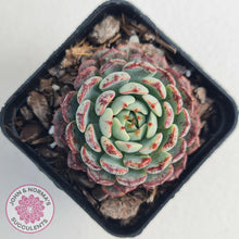 Load image into Gallery viewer, Echeveria blue minima - John & Norma's Succulents