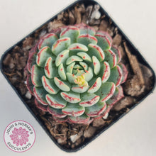 Load image into Gallery viewer, Echeveria blue minima - John & Norma's Succulents
