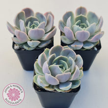 Load image into Gallery viewer, Echeveria Blue Surprise