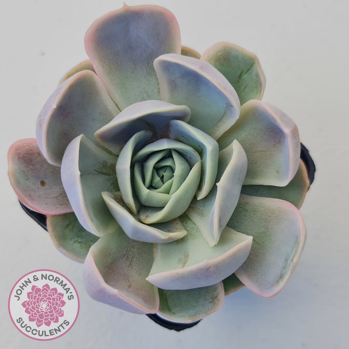 Echeveria 'Blue Surprise'