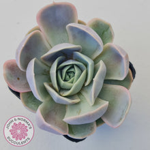 Load image into Gallery viewer, Echeveria Blue Surprise