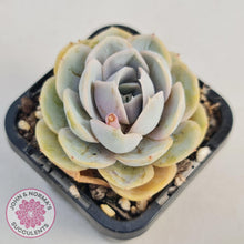 Load image into Gallery viewer, Echeveria Blue Surprise - John & Norma's Succulents