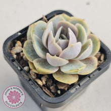 Load image into Gallery viewer, Echeveria Blue Surprise - John & Norma's Succulents