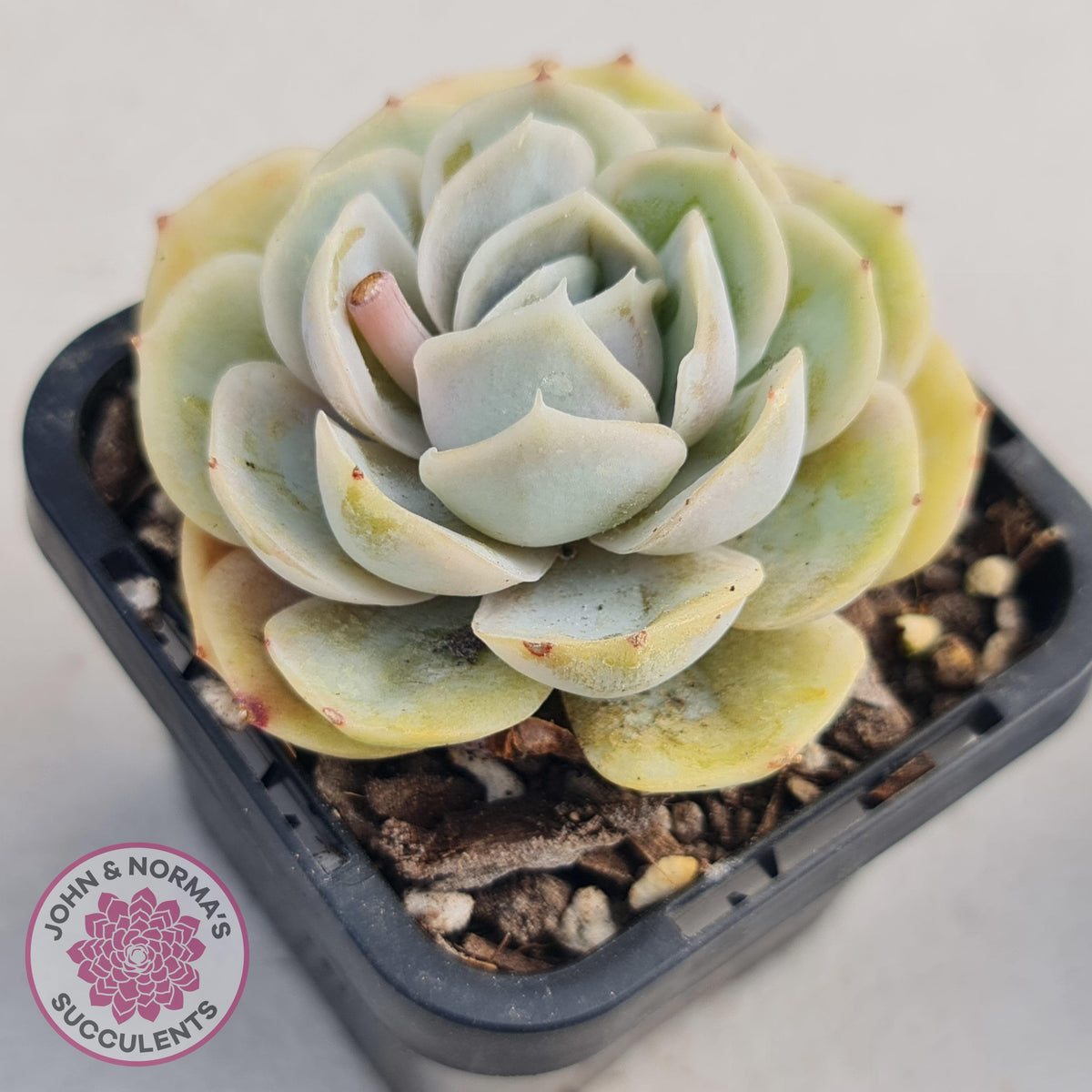 Echeveria 'Blue Surprise'