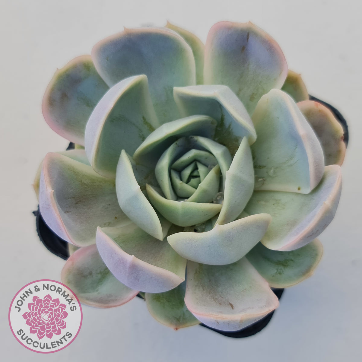 Echeveria 'Blue Surprise'