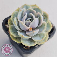 Load image into Gallery viewer, Echeveria Blue Surprise - John & Norma's Succulents
