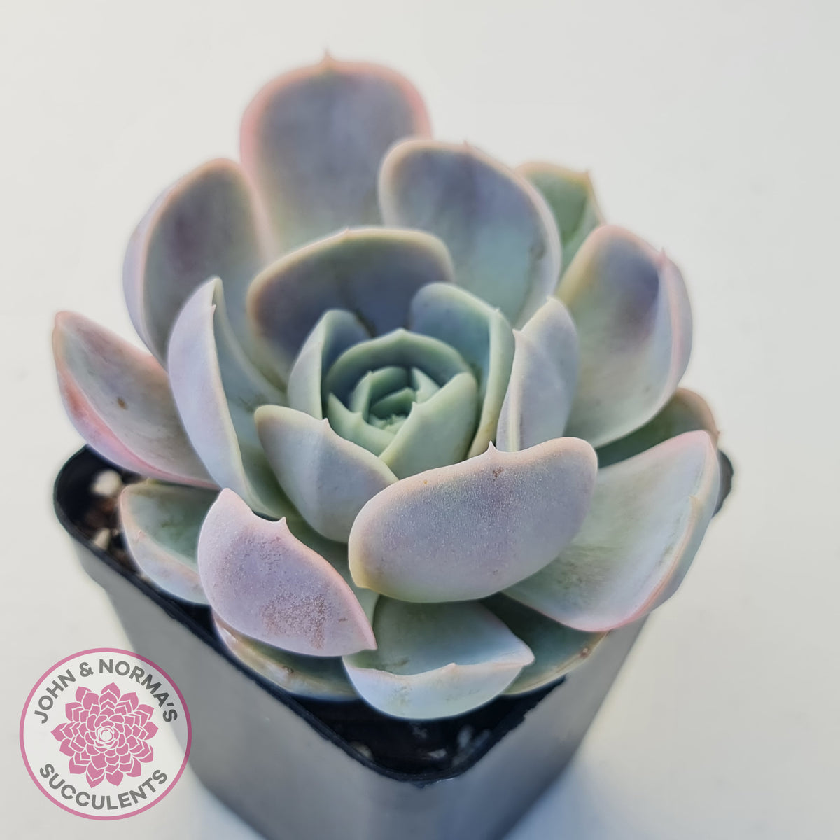 Echeveria 'Blue Surprise'
