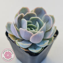Load image into Gallery viewer, Echeveria Blue Surprise