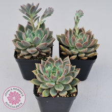 Load image into Gallery viewer, Echeveria Bonifica - John & Norma's Succulents