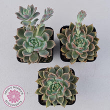 Load image into Gallery viewer, Echeveria Bonifica - John & Norma's Succulents