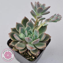 Load image into Gallery viewer, Echeveria Bonifica - John & Norma's Succulents