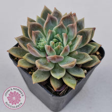 Load image into Gallery viewer, Echeveria Bonifica - John & Norma's Succulents