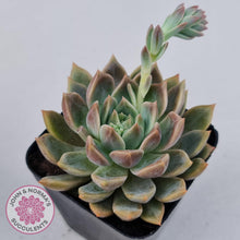 Load image into Gallery viewer, Echeveria Bonifica - John & Norma's Succulents